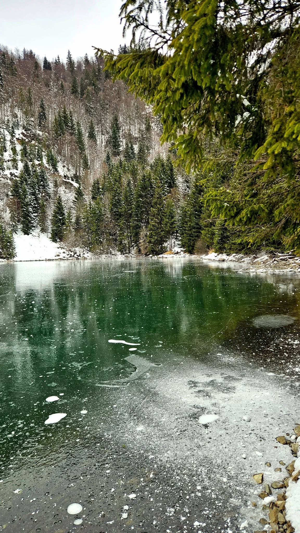 Lacul Colibița înghețat, cu brazii înzăpeziți pe mal