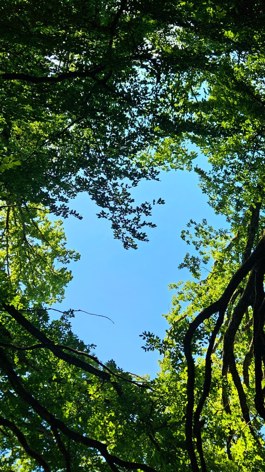 Vedere spre vale și păduri