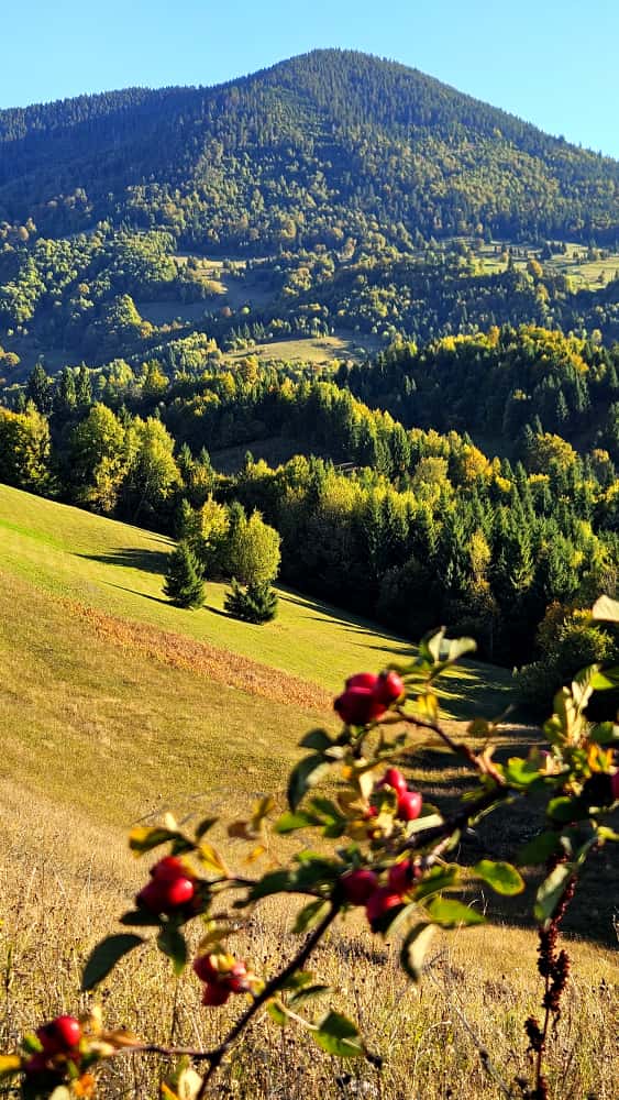 Creste și păduri în depărtare