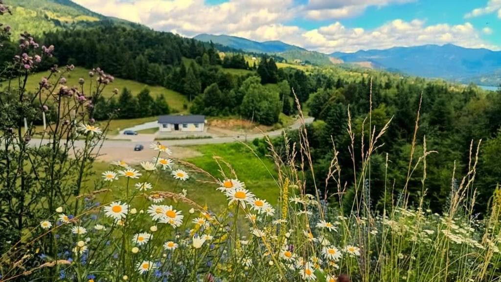 Casa Blaju printre brazi, cu panorama lacului Colibița